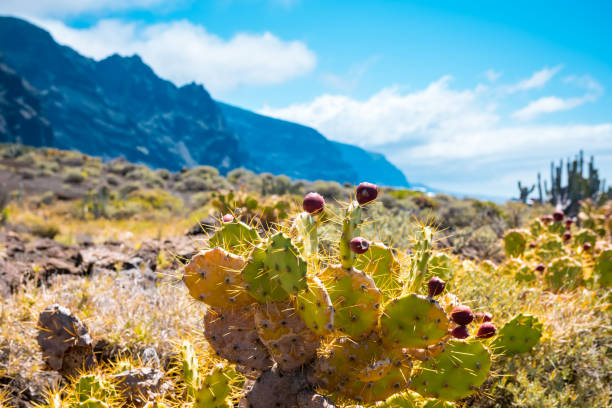 Calm Cactus Desert Sunset in Tenerife Canary Island