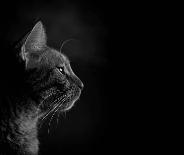 Portrait of a tabby cat looks courious sideways - isolated on black background.