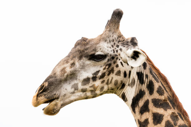 istock Portrait of Giraff 928490320