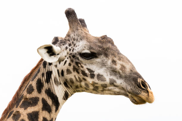 istock Portrait of Giraff 928491264