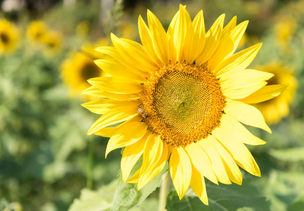 istock Large Sunflower in Sunflower Field with Bee 928497396