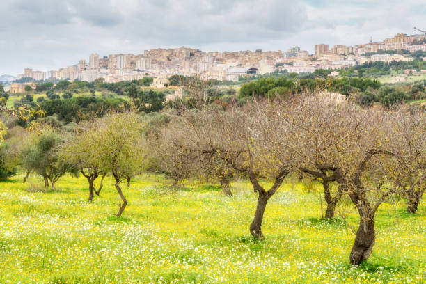 istock Archaeological area of Agrigento. Sicily. Italy. 928498020
