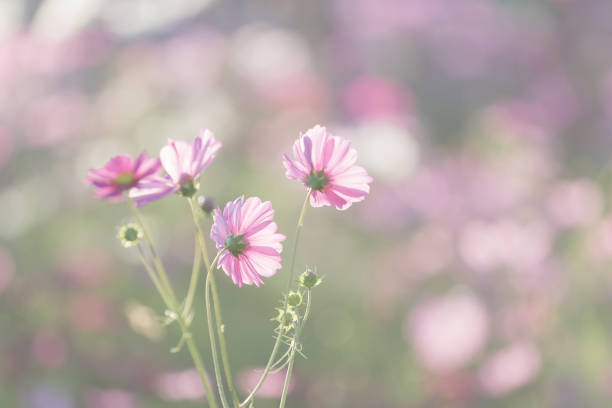 istock Cosmos flower close up on sunset background with soft selective focus 928498410