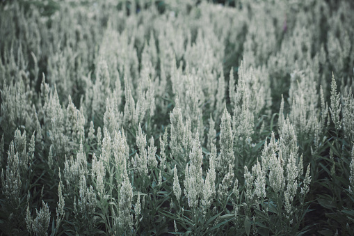 White grass flower background