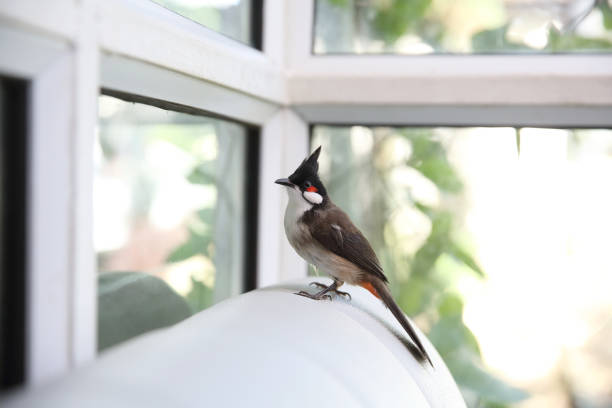 istock Red whiskered bulbul bird in close up 928505336