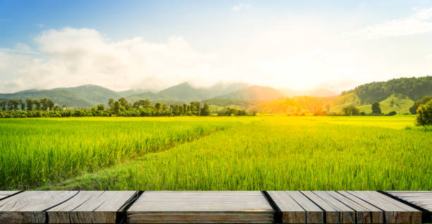 istock Empty wooden photo frame on paddy farm background 928513254