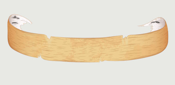 illustrazioni stock, clip art, cartoni animati e icone di tendenza di illustrazione vettoriale di corteccia di betulla realistica a forma di un nastro avvolto bordi. isolato su sfondo bianco - bark birch vector scroll