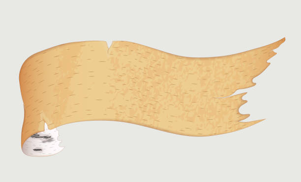 illustrazioni stock, clip art, cartoni animati e icone di tendenza di illustrazione vettoriale di corteccia di betulla realistica a forma di nastro con un bordo attorcigliato. isolato su sfondo bianco - bark birch vector scroll