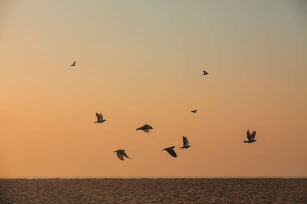 istock Beautiful sunrise and flying birds over the beach 928517970
