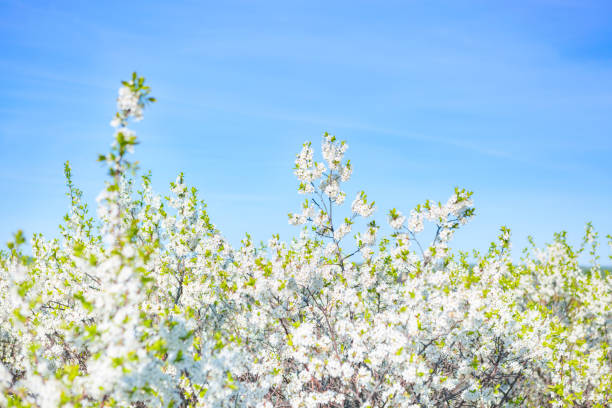 istock Beautiful white blossoming cherry in spring at Sunrise on blue background 928523588