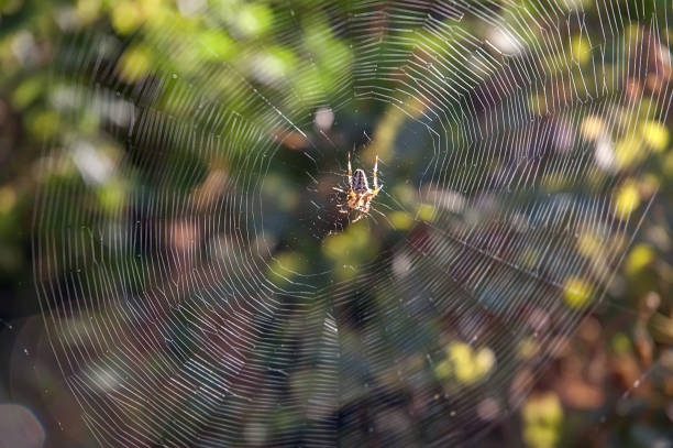 istock Spiderweb with spider in the center in the morning 928524570