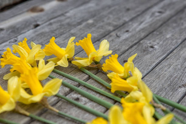 Yellow daffodils on wooden background
