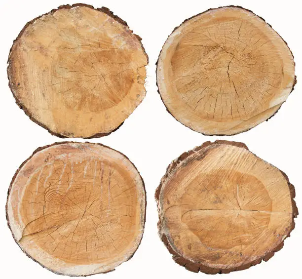 Photo of Set of pine wood cross section isolated on white