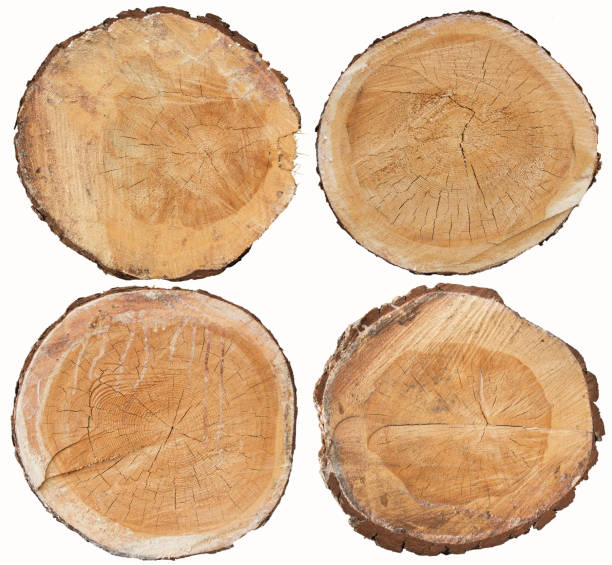 set of pine wood cross section isolated on white - bark tree cross section wood imagens e fotografias de stock