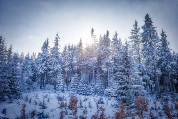 snowy winter in the Karkonosze Mountain forest