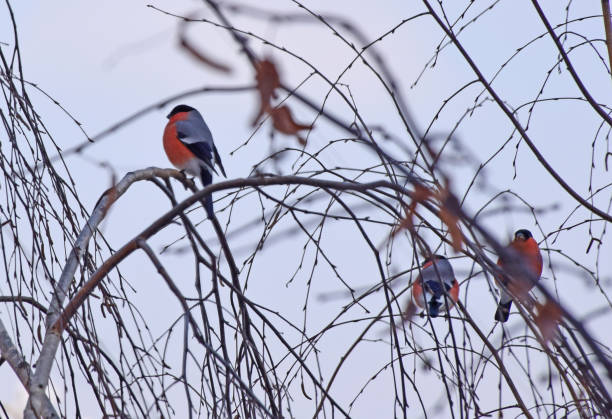 Moscow, Russia, March 2018. Bullfinch (Latin Pyrrhula) is a small genus of birds from the family of finches. The Latin name of the genus is given because of their bright coloration, as in Latin Pyrrhula means \