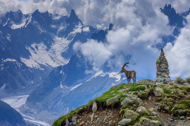 Ibex, Range of Mont-Blanc, French Alps stock photo