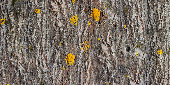 texture of willow bark, closeup background, Russia