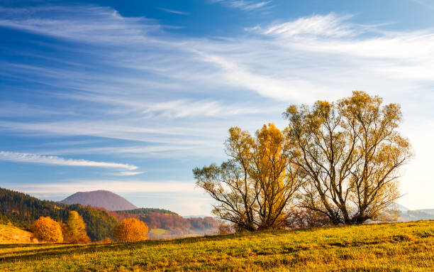 Forest autumn colors with green field in front