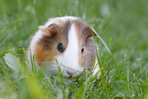Guinea pig on green grass.