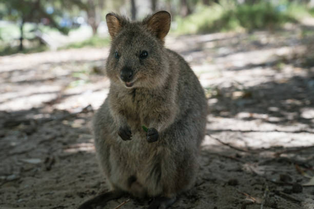 istock Wildlife of Australia 928565692