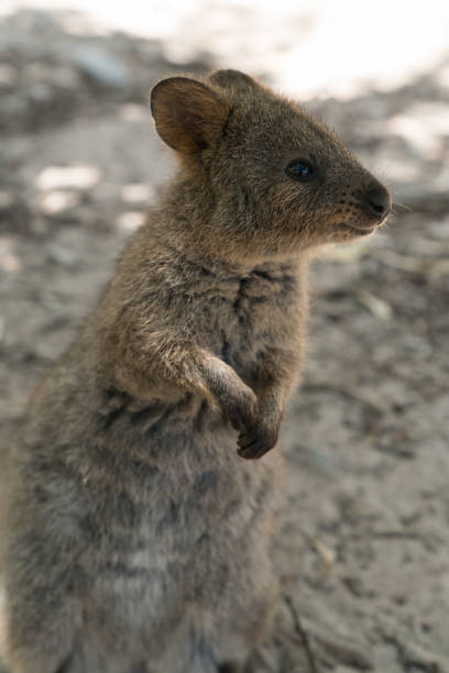 istock Wildlife of Australia 928565818