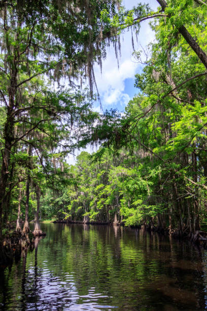 istock Coming to a Bend in Shingle Creek 928565982