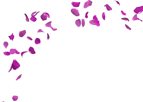 Purple rose petals flying. The center free space for Your photos or text. Isolated white background