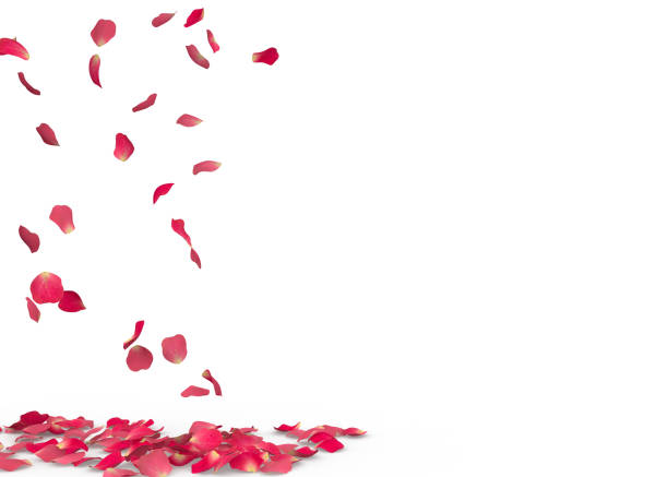 istock Rose petals fall to the floor 928566472
