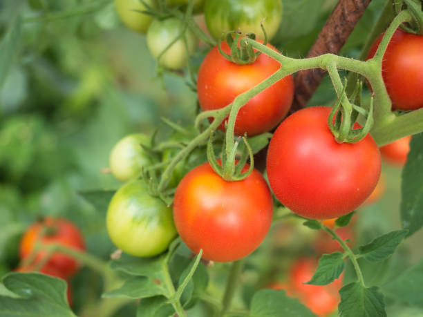 온실에서 신선한 익은 빨간 토마토 - evolution progress unripe tomato 뉴스 사진 이미지