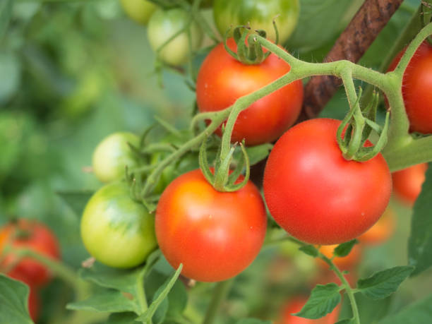 온실에서 신선한 익은 빨간 토마토 - evolution progress unripe tomato 뉴스 사진 이미지