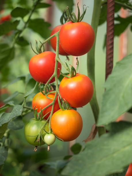 熟した赤いトマト温室 - evolution progress unripe tomato ストックフォトと画像