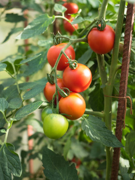 свежие спелые красные помидоры в теплице - evolution progress unripe tomato стоковые фото и изображения