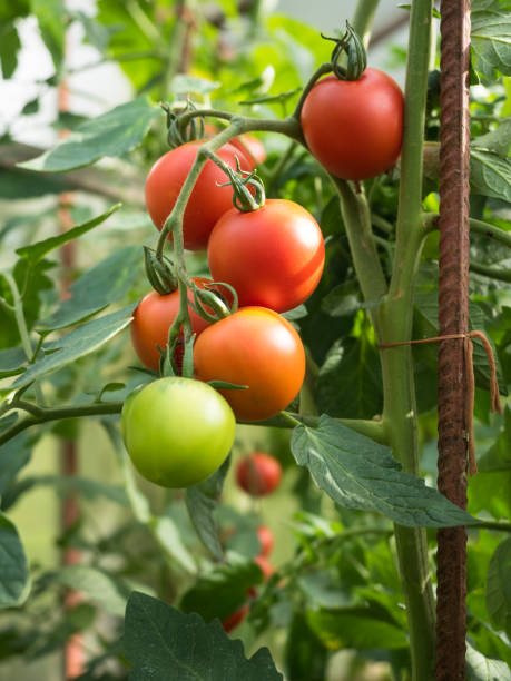 свежие спелые красные помидоры в теплице - evolution progress unripe tomato стоковые фото и изображения