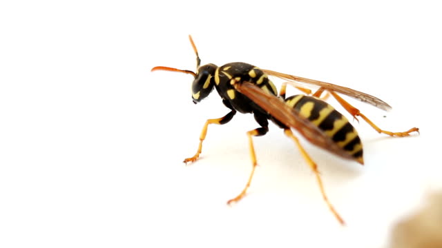 Wasp insect on white background. Macro footage
