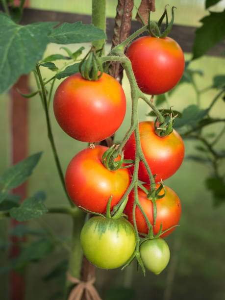 熟した赤いトマト温室 - evolution progress unripe tomato ストックフォトと画像