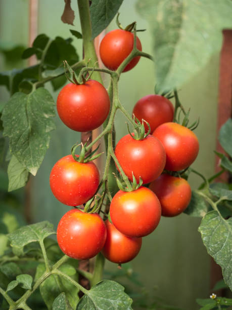 свежие спелые красные помидоры в теплице - evolution progress unripe tomato стоковые фото и изображения