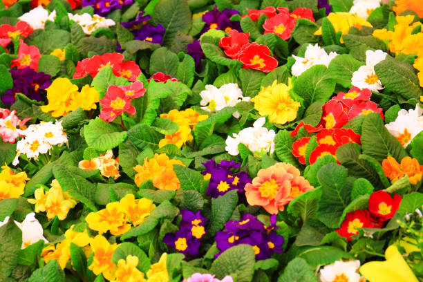 istock colourful spring flowers sold on market 928569688