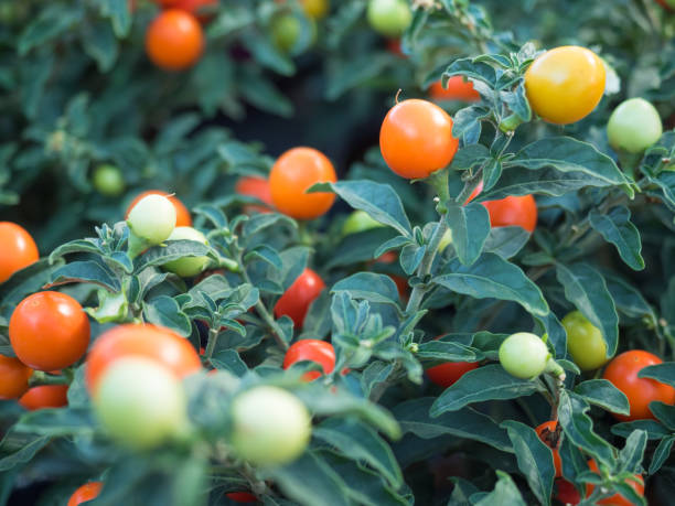 istock Fresh ripe and unripe cherry tomatoes in the garden 928569708