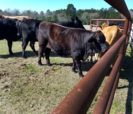 Beef Cattle in corral