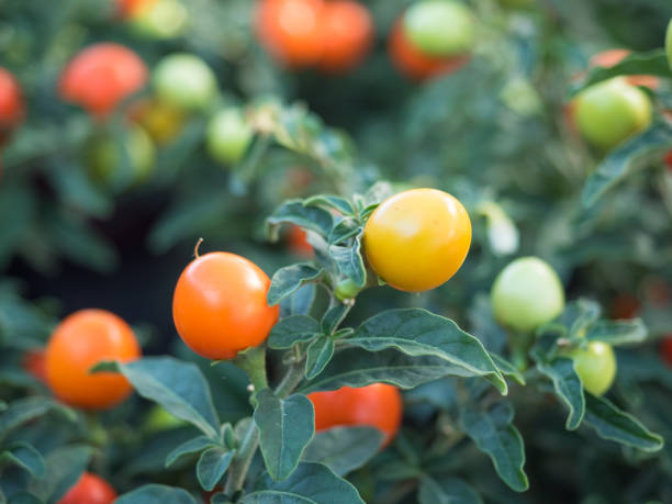 istock Fresh ripe and unripe cherry tomatoes in the garden 928570252