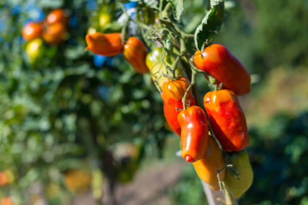 свежие спелые и незрелые помидоры в саду - evolution progress unripe tomato стоковые фото и изображения