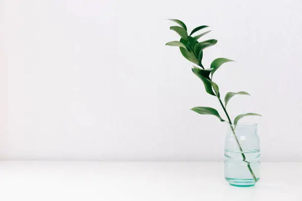 Single green leaf plant in vase on white background. Concept and minimalism.