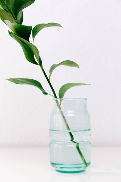istock Single green leaf plant in vase on white background. Concept and minimalism. 928572882