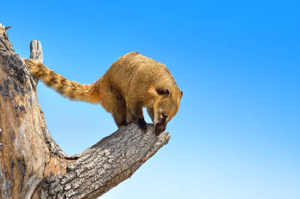 White-nosed Coati standing on the grass
