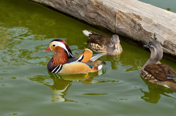 Multi colored ducks are swimming on lake  at public park.\nMunich - Germany.