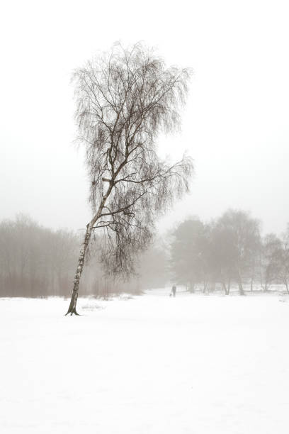 Winter walk in a snow filled park stock photo