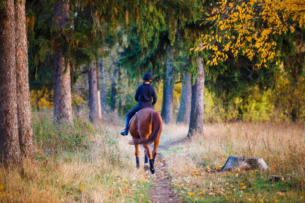 chica joven jinete en caballo de bahía en el parque - riding autumn meadow land fotografías e imágenes de stock