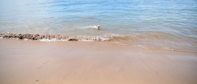 Labrador retriever playing on a Hawaiian beach