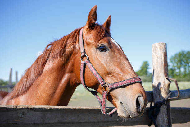 istock Sorrel horse looking out over fence of paddock 928579376
